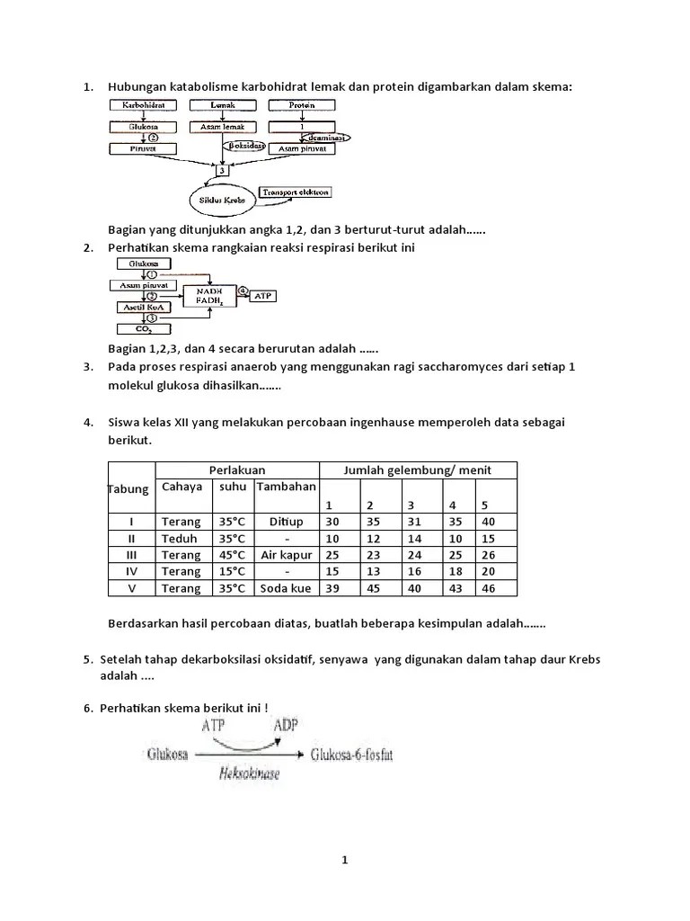 Soal Metabolisme Baru - Essay | PDF