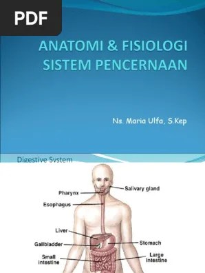 Sistem Pencernaan | PDF