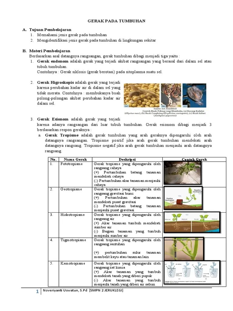 VIII 3.gerak Pada Tumbuhan - Noveriyanti Uswatun - Nove Riyanti | PDF