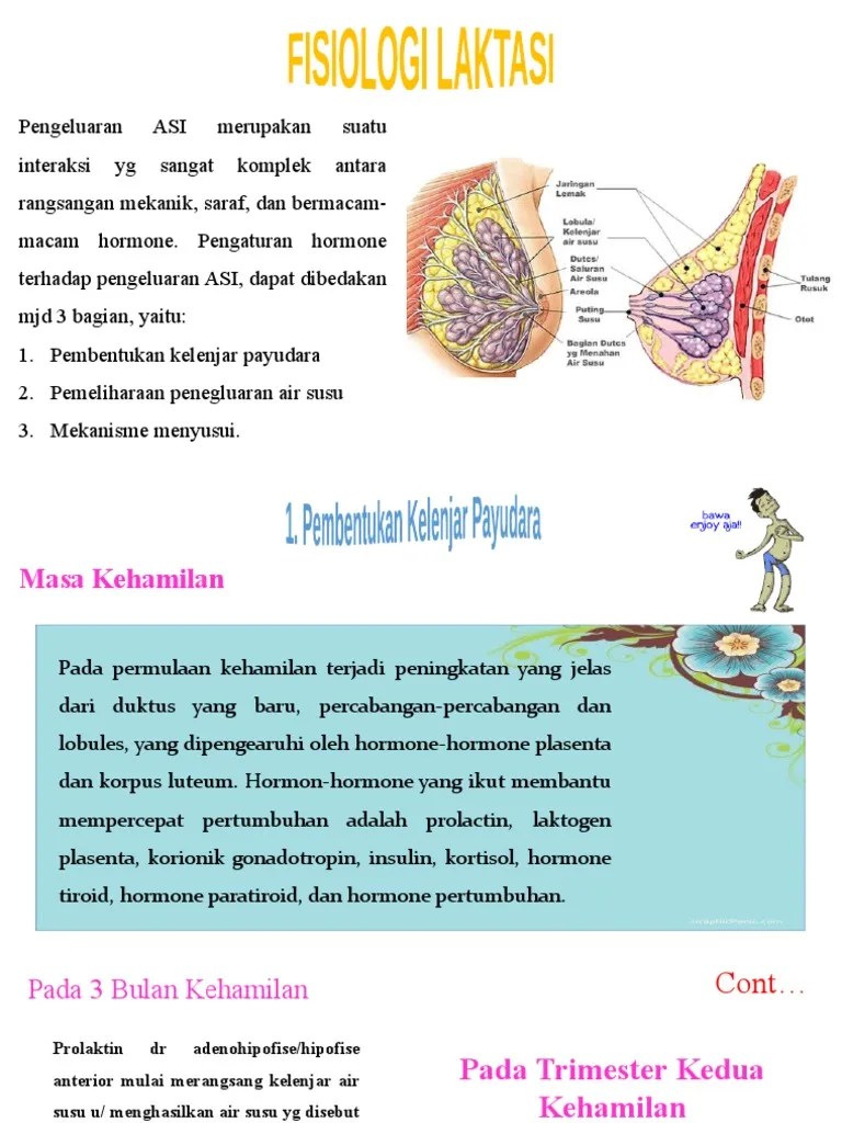 Fisiologi Laktasi | PDF
