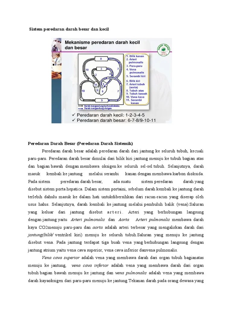 Sistem Peredaran Darah Besar Dan Kecil | PDF