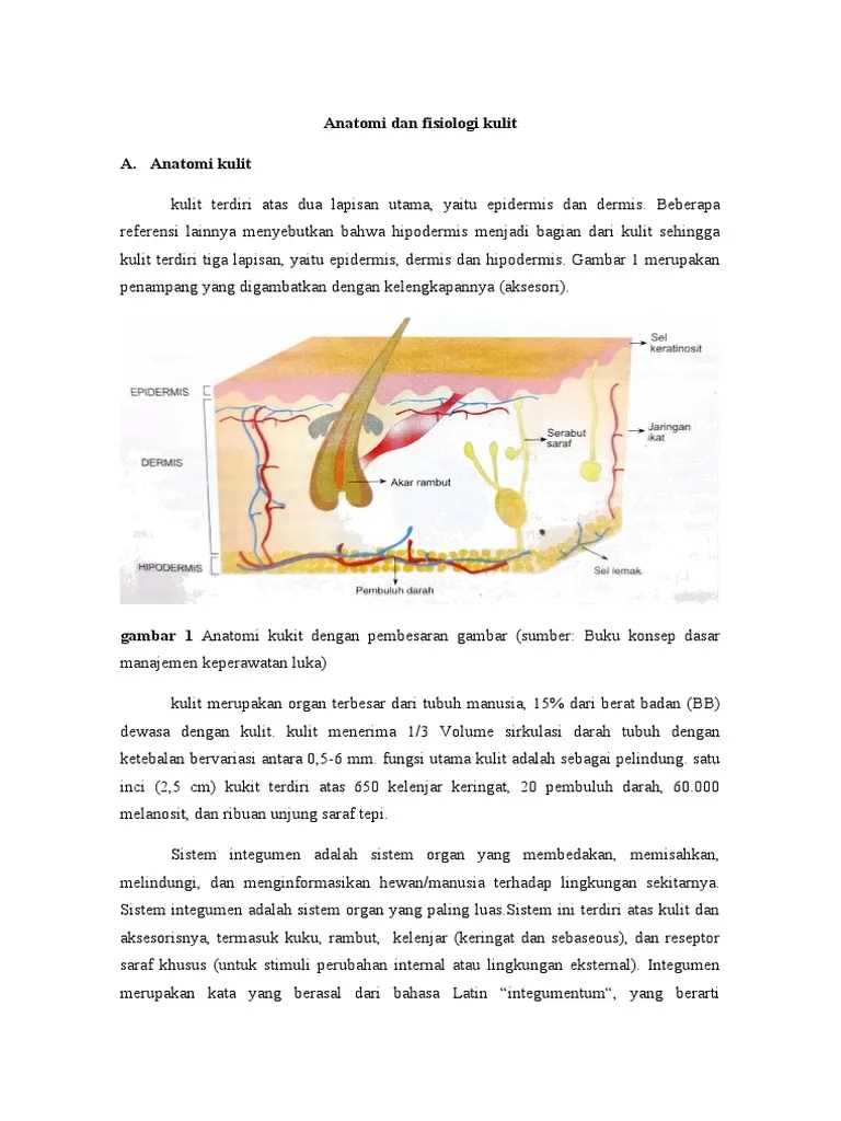 LP Anatomi Dan Fisiologi Kulit