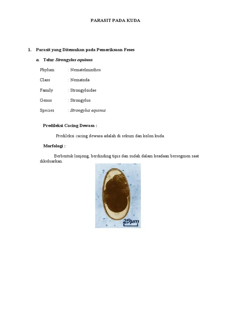 PARASIT PADA KUDA Ajipret | PDF