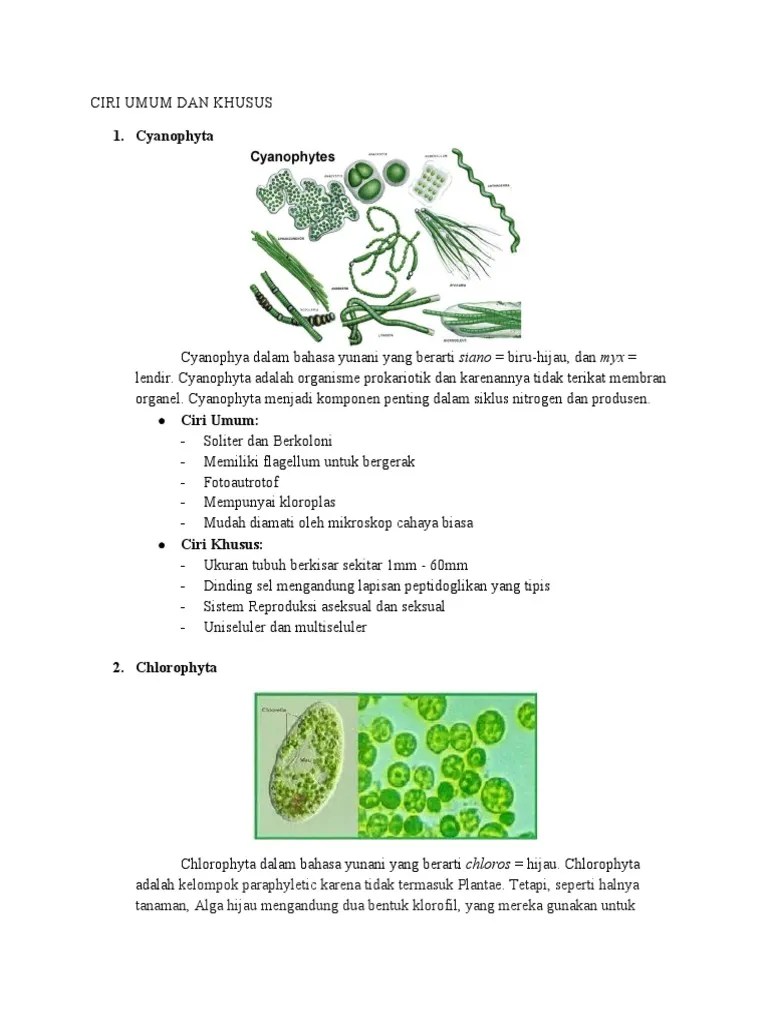 PLANKTON CIRI UMUM KHUSUS | PDF