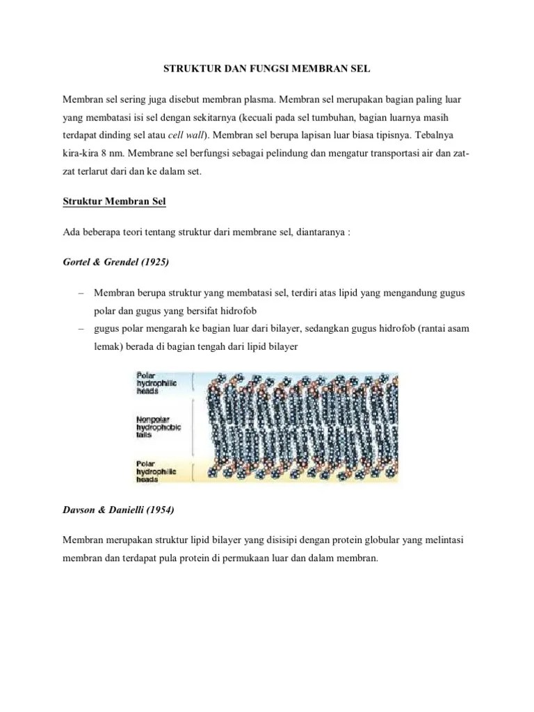 Struktur Dan Fungsi Membran Sel | PDF