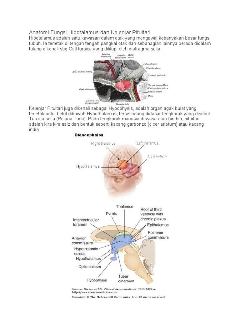 Anatomi Fungsi Mus Dan Kelenjar Pituitari | PDF