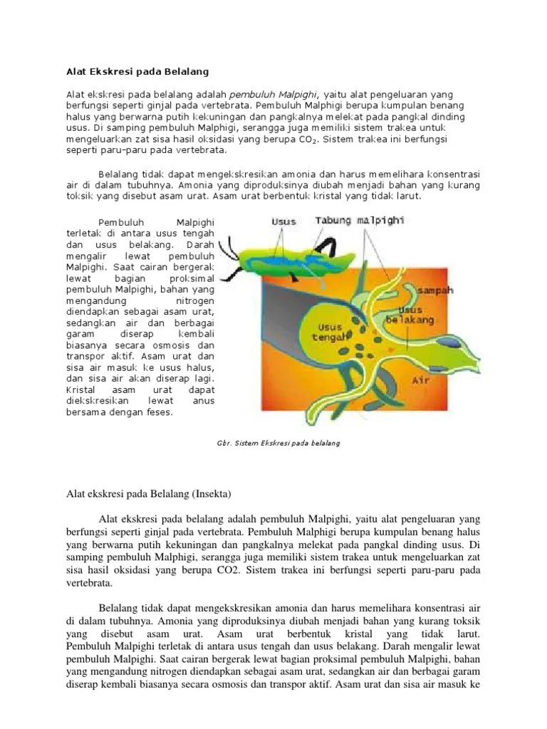 Alat Ekskresi Pada Belalang | PDF