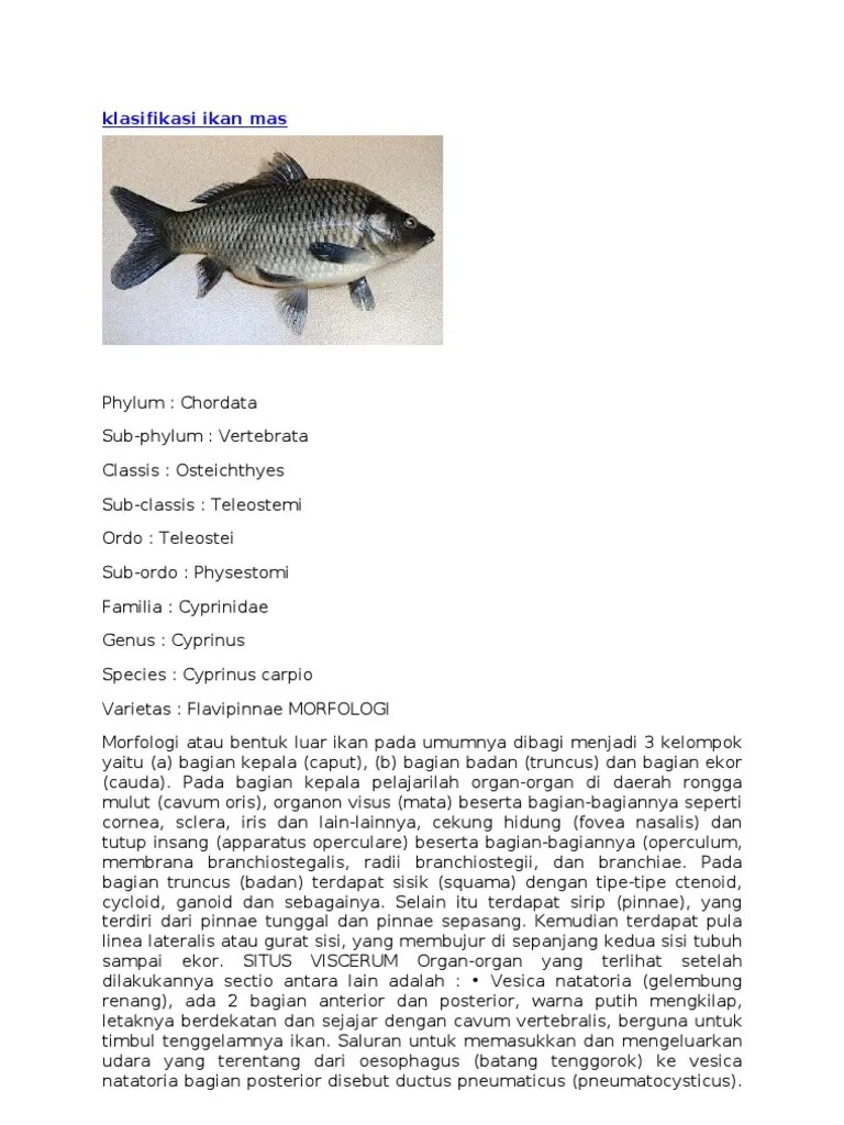 Klasifikasi Ikan Mas | PDF