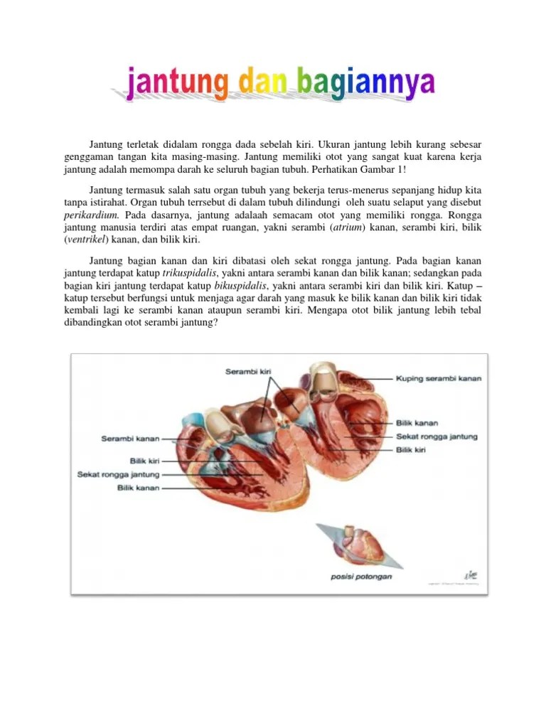 Jantung Terletak Didalam Rongga Dada Sebelah Kiri | PDF