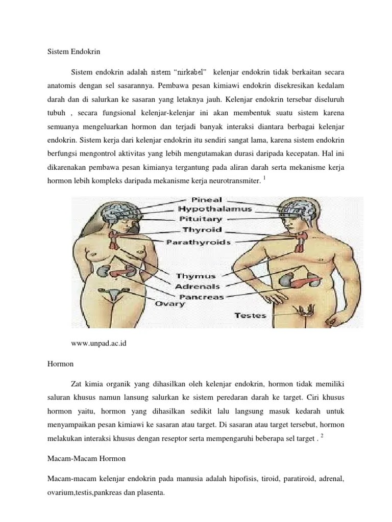 Sistem Endokrin Dan Sistem Saraf | PDF
