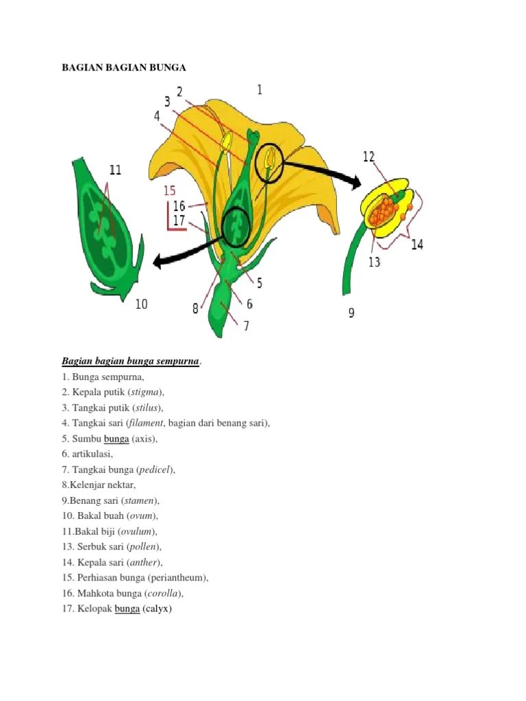 Bagian Bagian Bunga | PDF