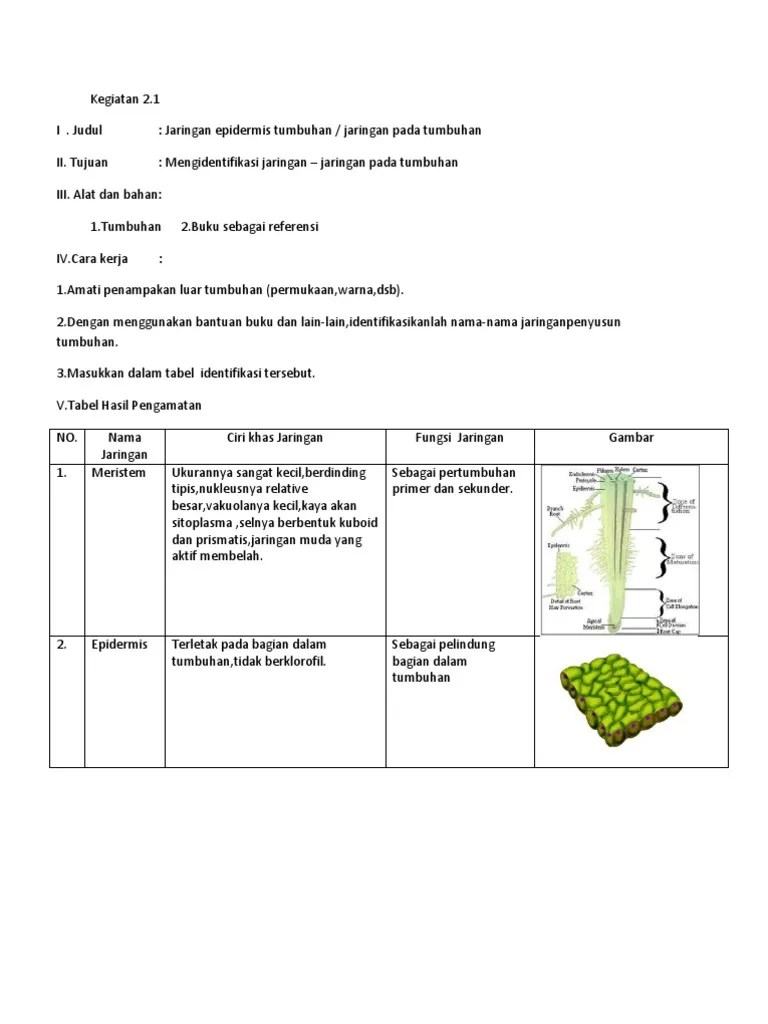 Jaringan Tumbuhan | PDF