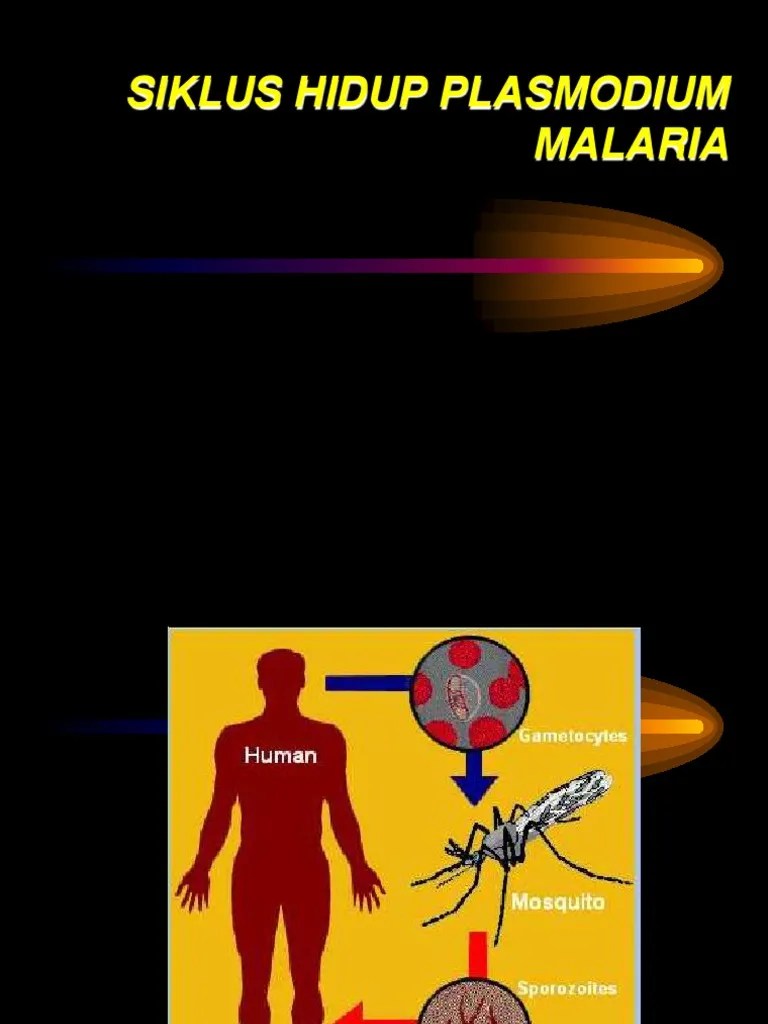 SIKLUS Hidup Plasmodium | PDF