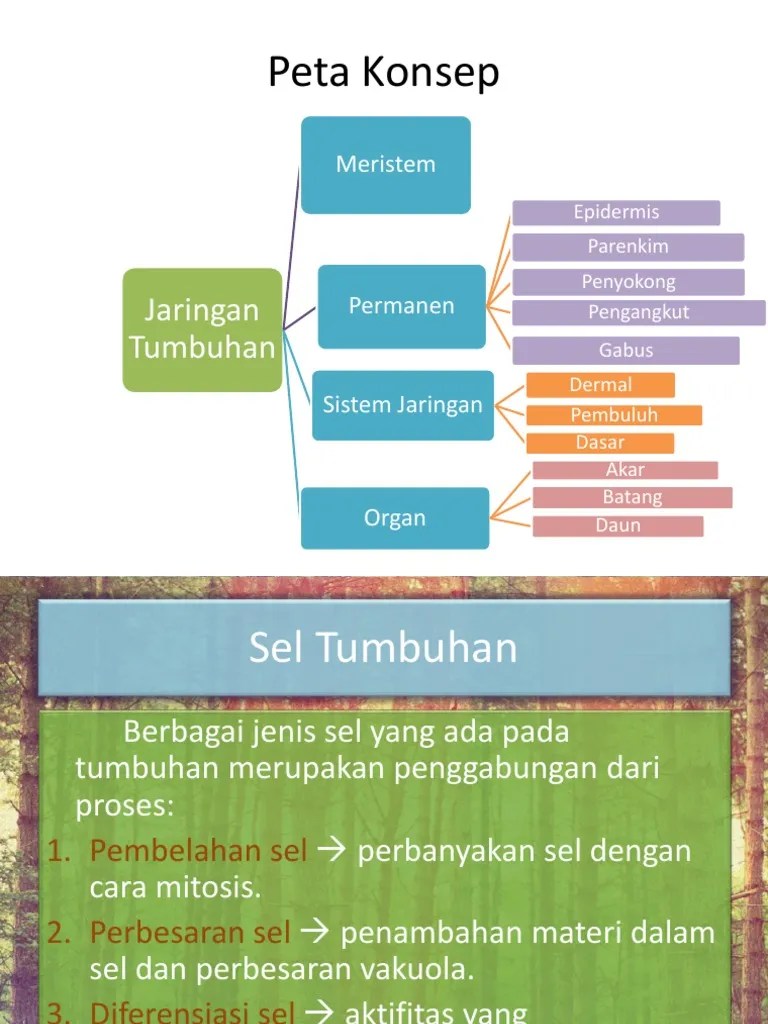 Jaringan Meristem | PDF