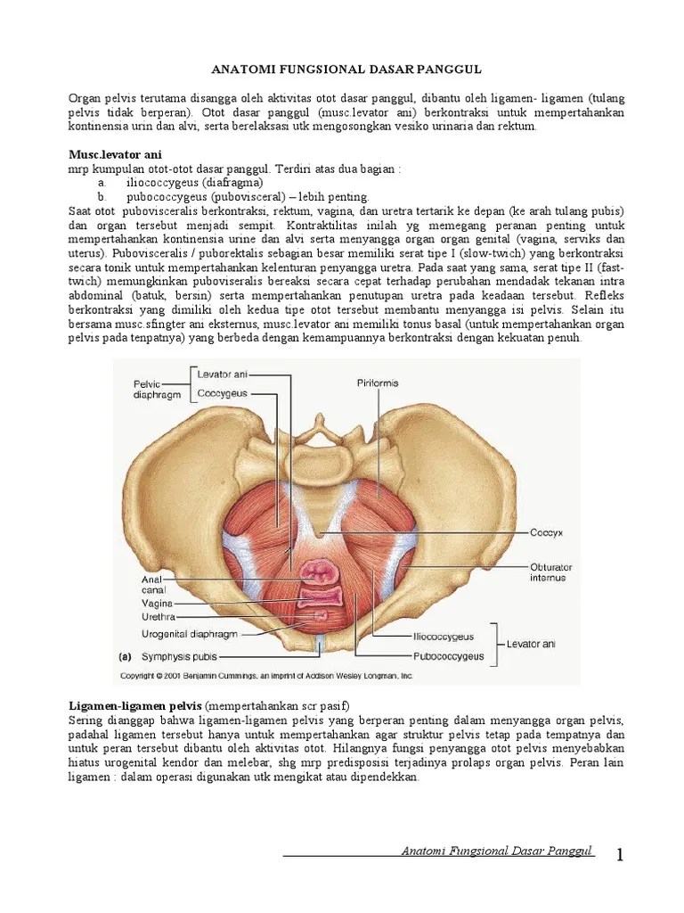 Anatomi Fungsional Dasar Panggul | PDF