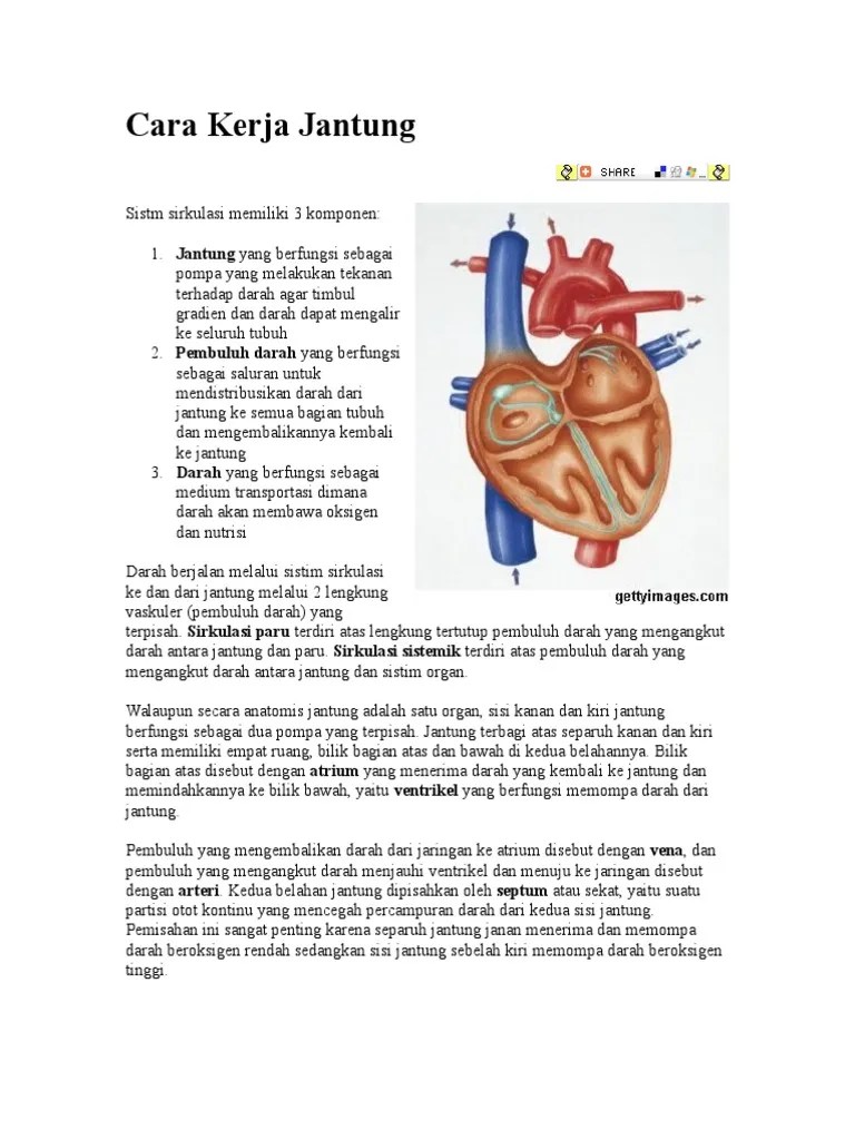 Organ Peredaran Darah Manusia Yang Berfungsi Memompa Darah Adalah . Sistem  Ini Merupakan Sistem Organ Yang Berfungsi Dalam Pengangkutan Zat Baik Yang  Dibutuhkan Oleh Tubuh Maupun Senyawa Sisa Metabolisme Yang Berlangsung Di