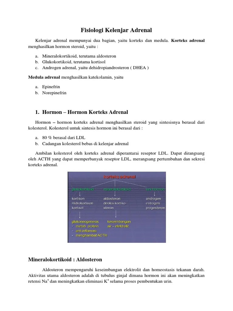 Fisiologi Kelenjar Adrenal | PDF