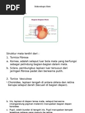 Struktur Makro Dan Mikro Mata | PDF