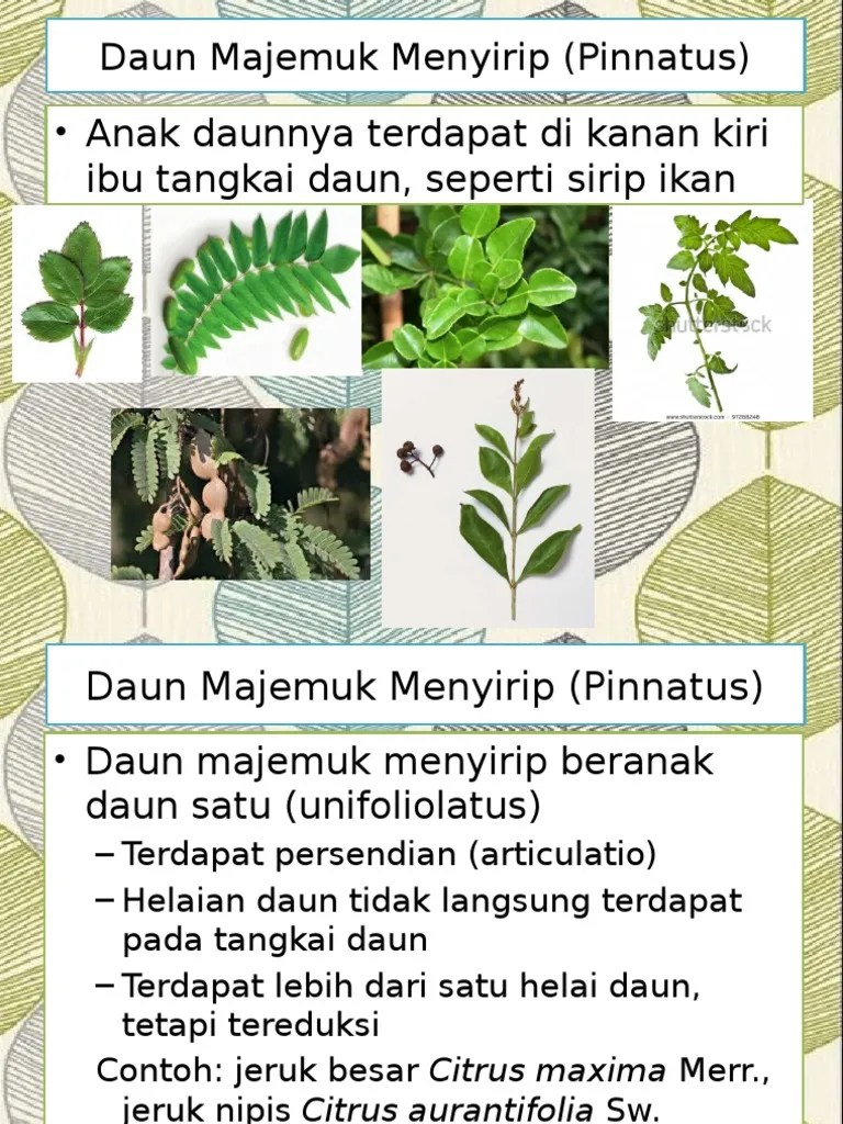 SPT Daun Majemuk | PDF