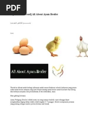 All About Ayam Broiler | PDF
