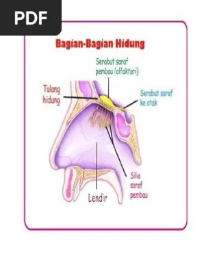 Bagian Hidung Dan Fungsinya | PDF