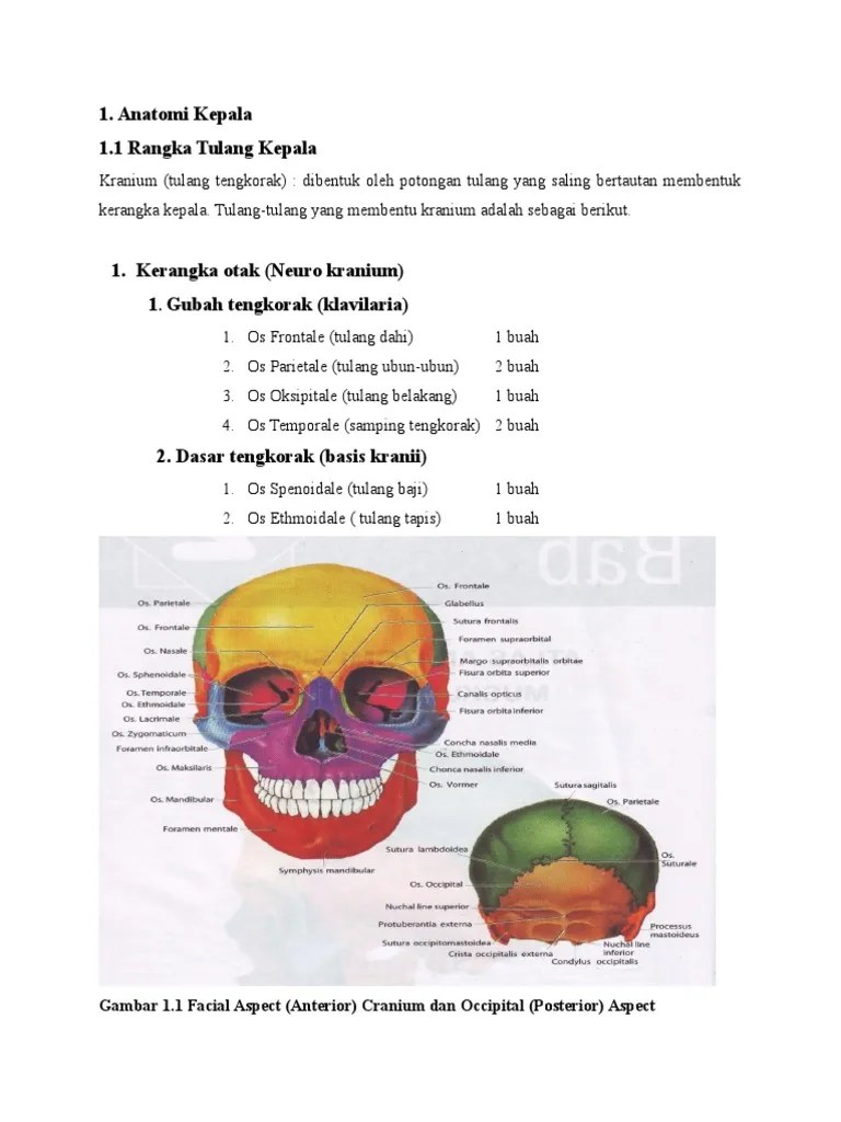 Rangka Tulang Kepala | PDF