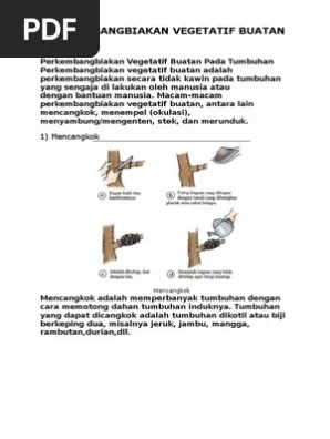 Perkembangbiakan Vegetatif Buatan Pada Tumbuhan | PDF