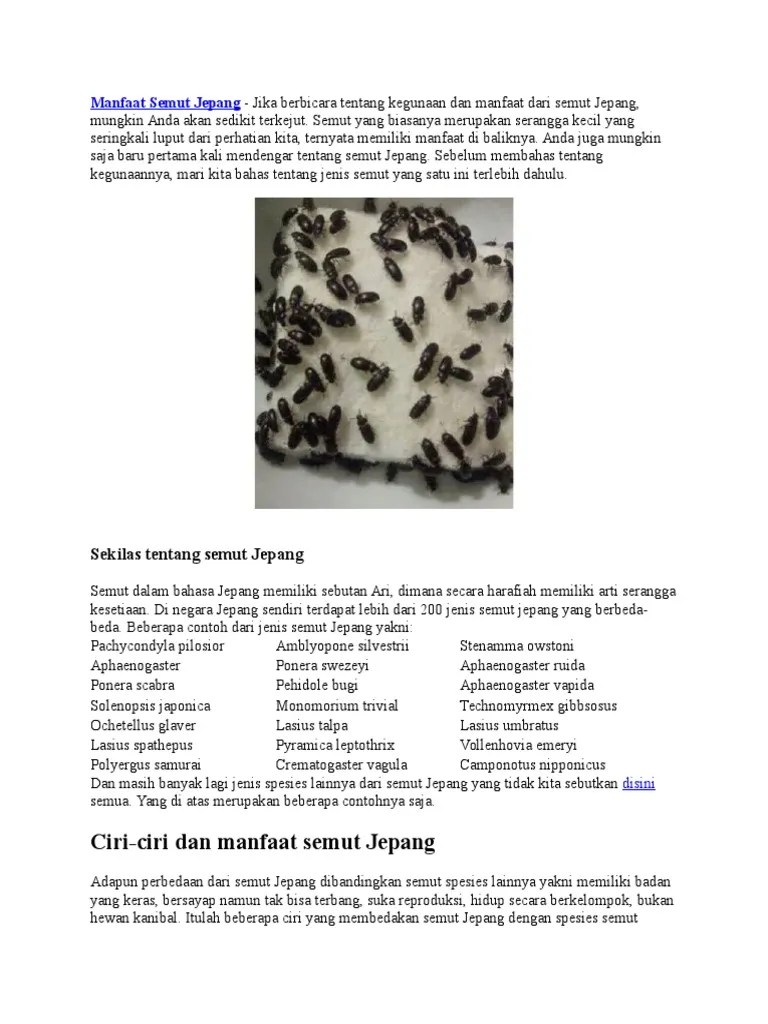Manfaat Semut Jepang | PDF