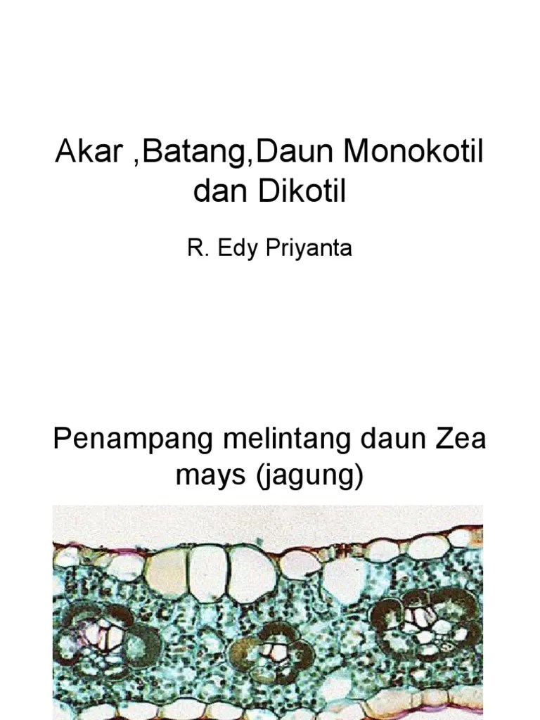 Akar, Batang, Daun Monokotil Dan Dikotil | PDF