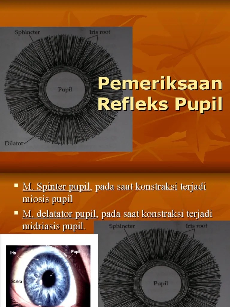 Gerakan Mata&amp;Pupil | PDF