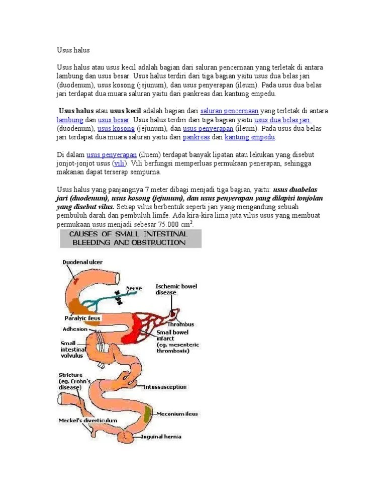Usus Halus | PDF