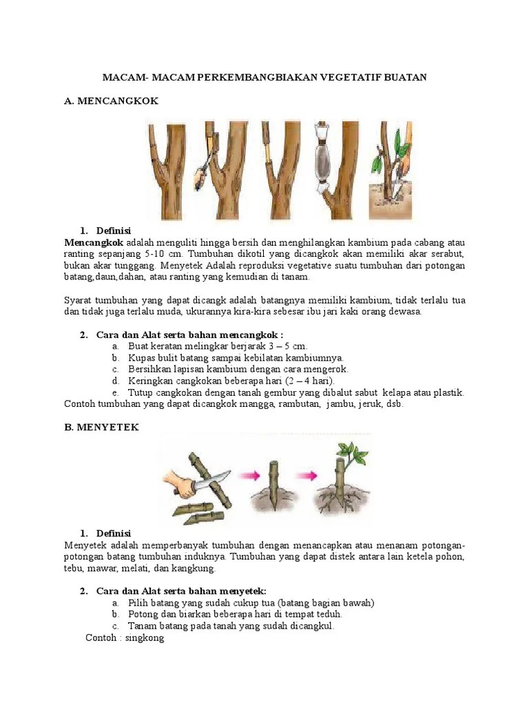 Macam Vegetatif Buatan | PDF