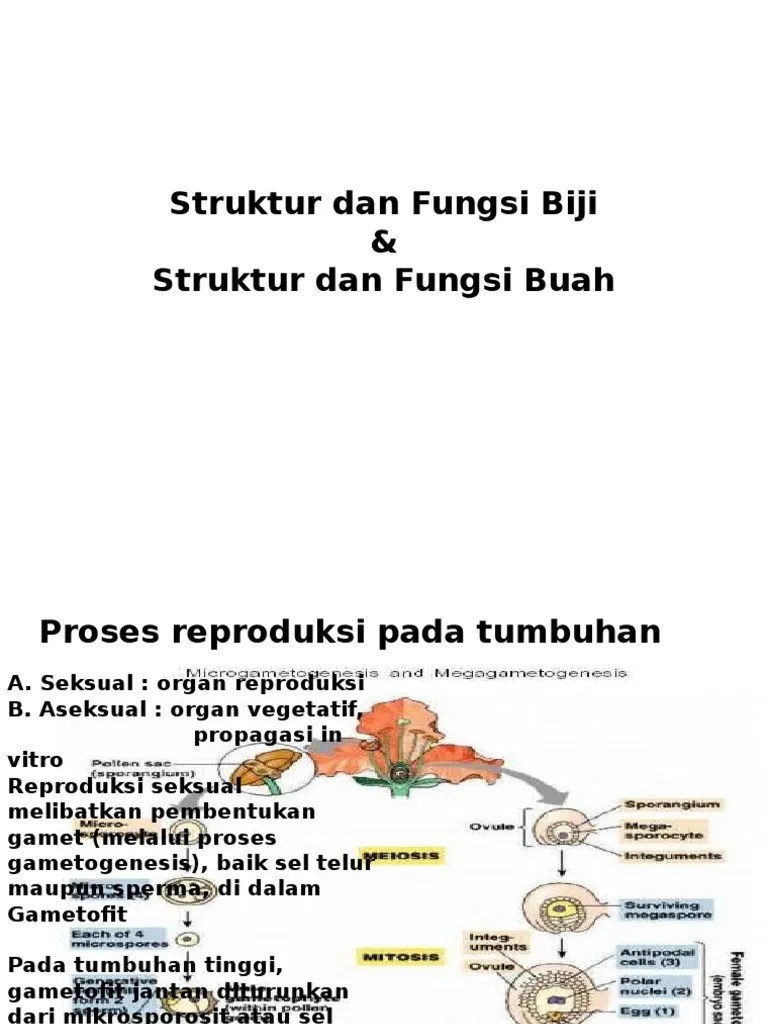 Struktur Dan Fungsi Biji | PDF