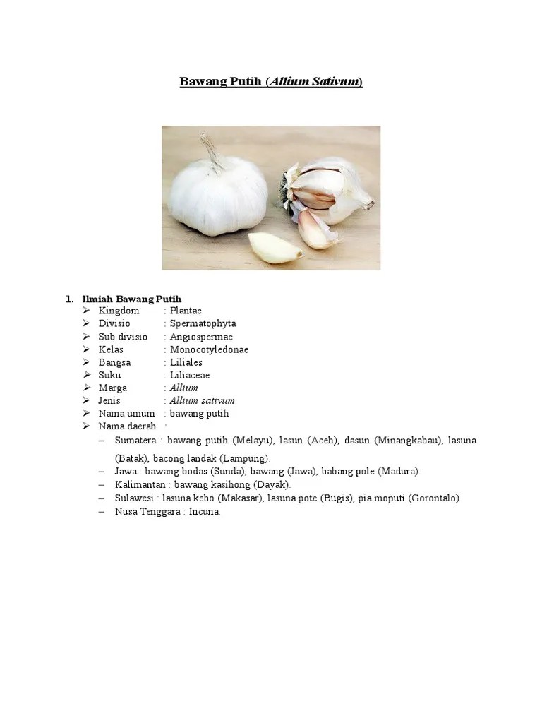Bawang Putih | PDF