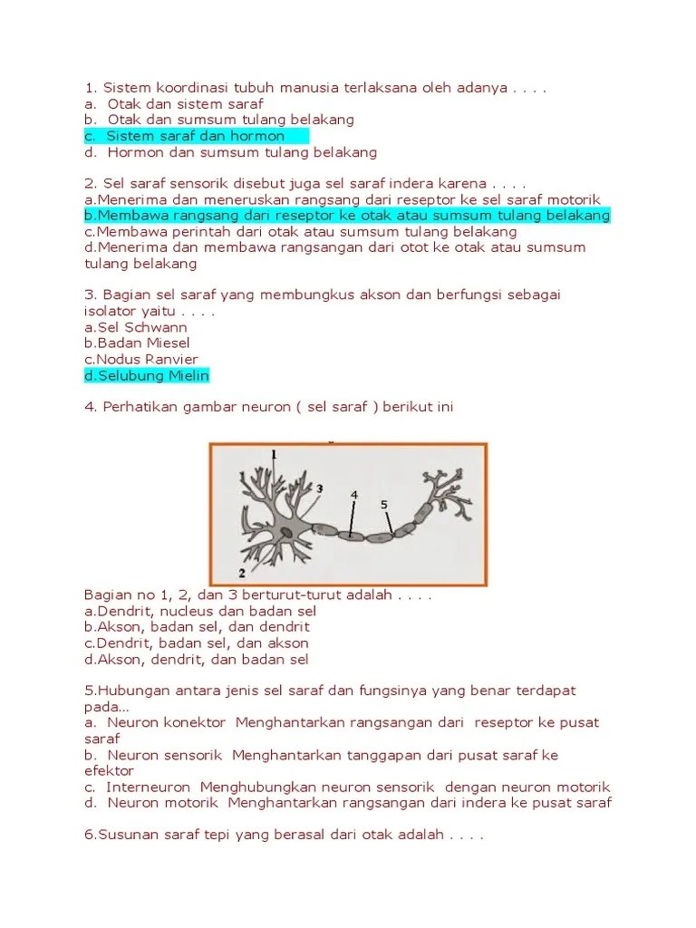 Sel Saraf Sensorik Berfungsi Sebagai