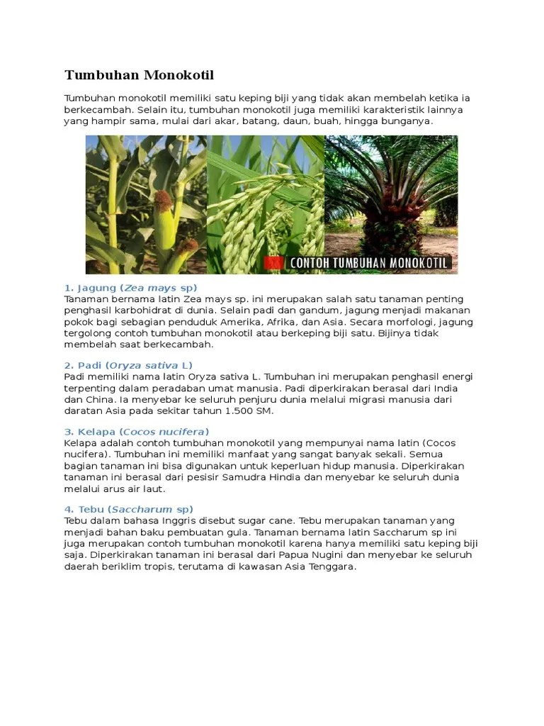 Tumbuhan Monokotil | PDF