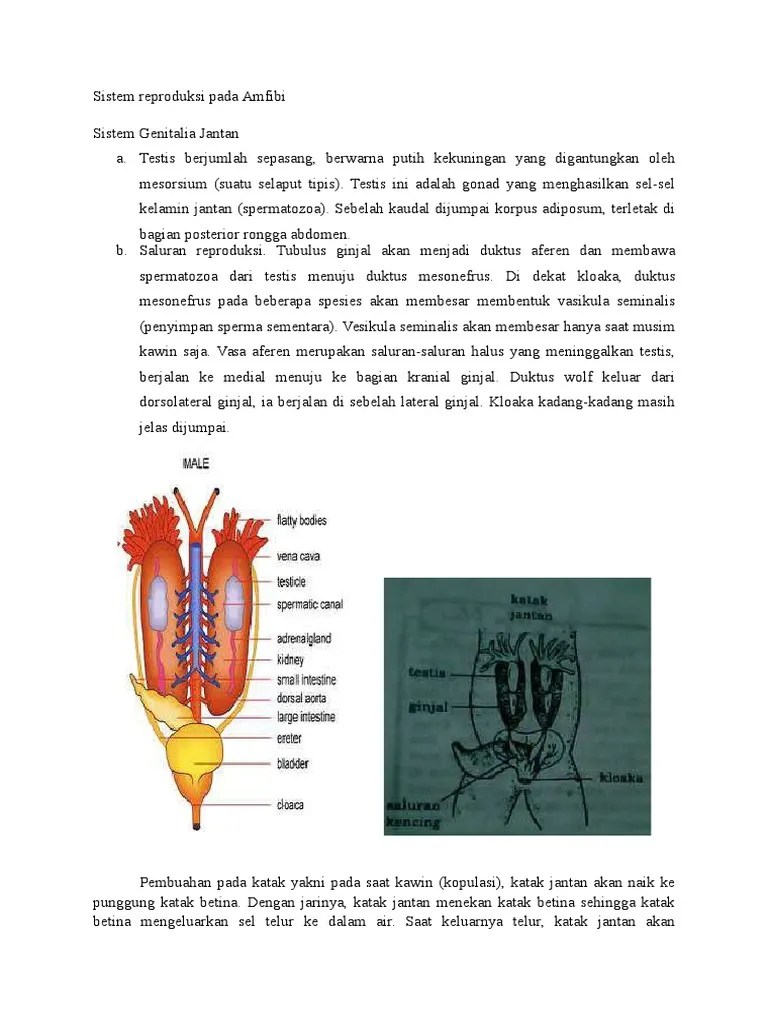 Sistem Reproduksi Pada Amfibi | PDF