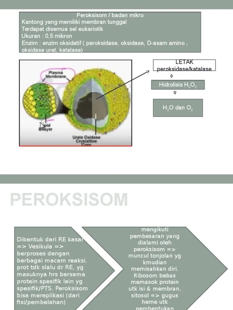 Peroksisom Dan Glioksisom | PDF