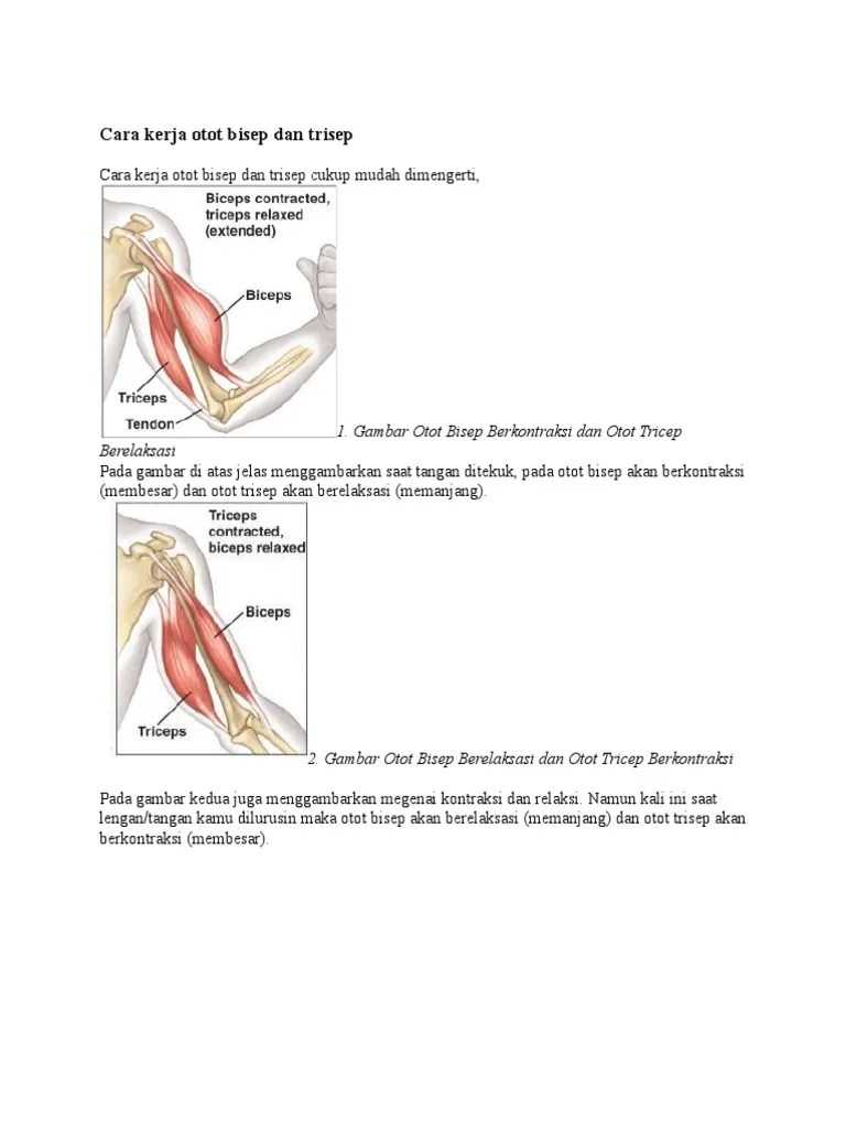 Cara Kerja Otot Bisep Dan Trisep | PDF