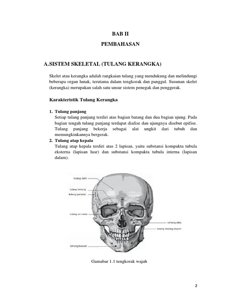 Sistem Muskuluskeletal | PDF