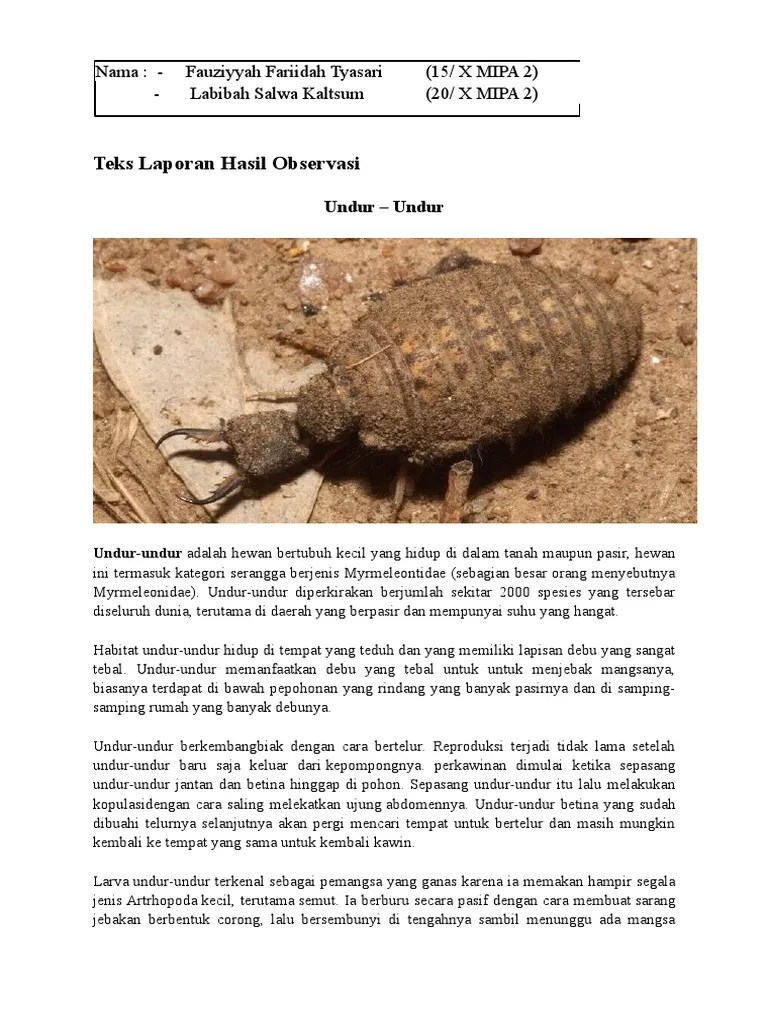 Teks Laporan Hasil Observasi (Undur Undur) | PDF