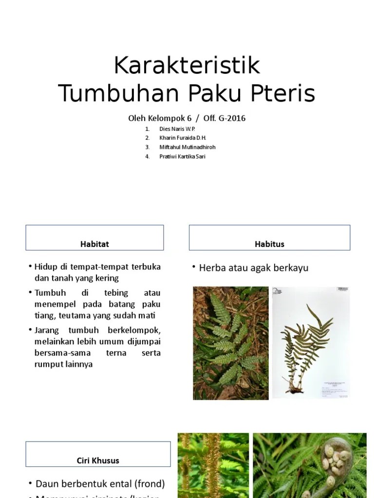 Karakteristik Tumbuhan Paku Pterisss | PDF