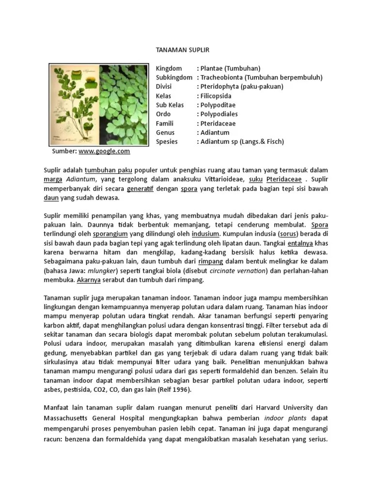Esai Tanaman Suplir 2 | PDF