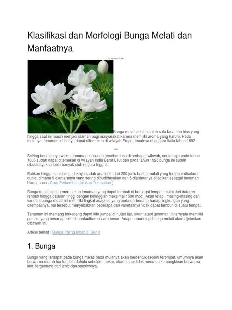 Klasifikasi Dan Morfologi Bunga Melati Dan Manfaatnya | PDF