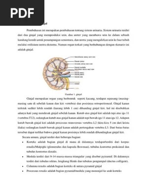 Struktur Makro Ginjal | PDF