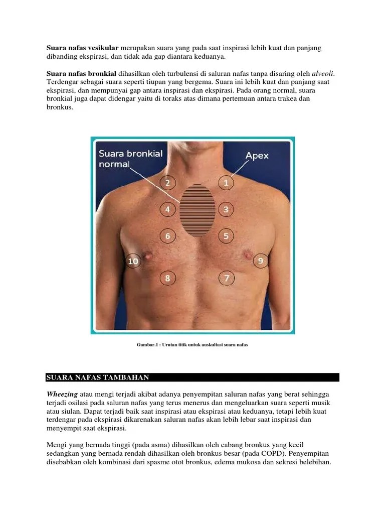 Suara Nafas Vesikular Merupakan Suara Yang Pada Saat Inspirasi Lebih Kuat  Dan Panjang Dibanding Ekspirasi | PDF