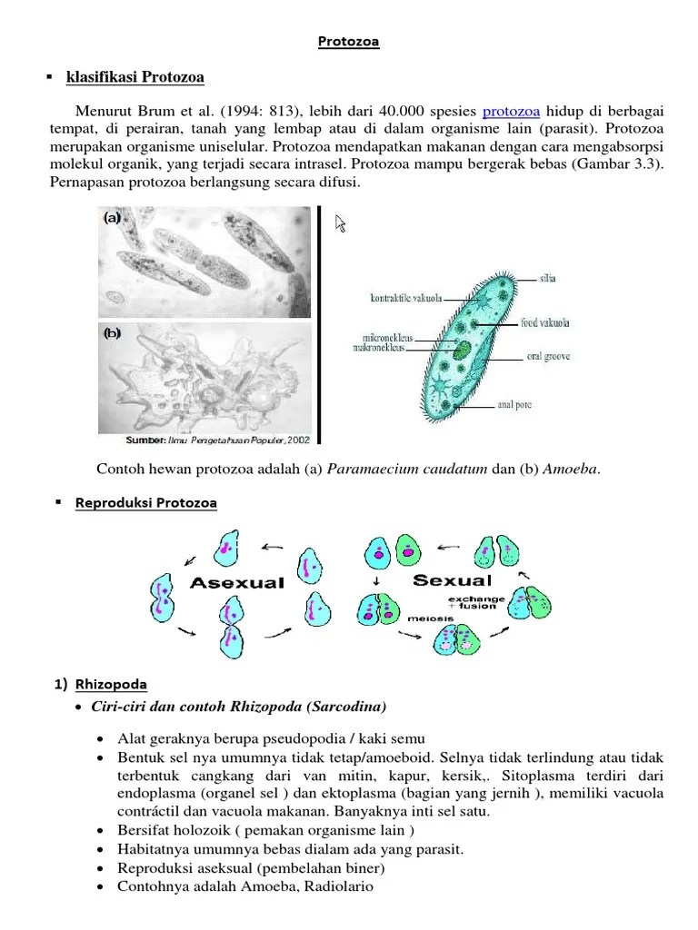 Protozoa | PDF