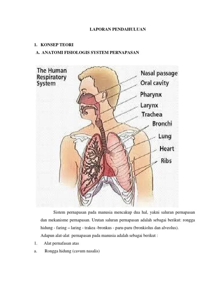 Urutan Saluran Pernapasan Manusia Dari Luar Ke Dalam Adalah – Belajar