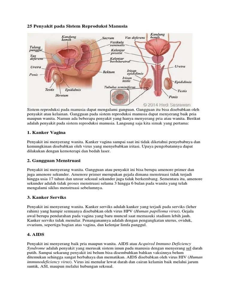 25 Penyakit Pada Sistem Reproduksi Manusia | PDF
