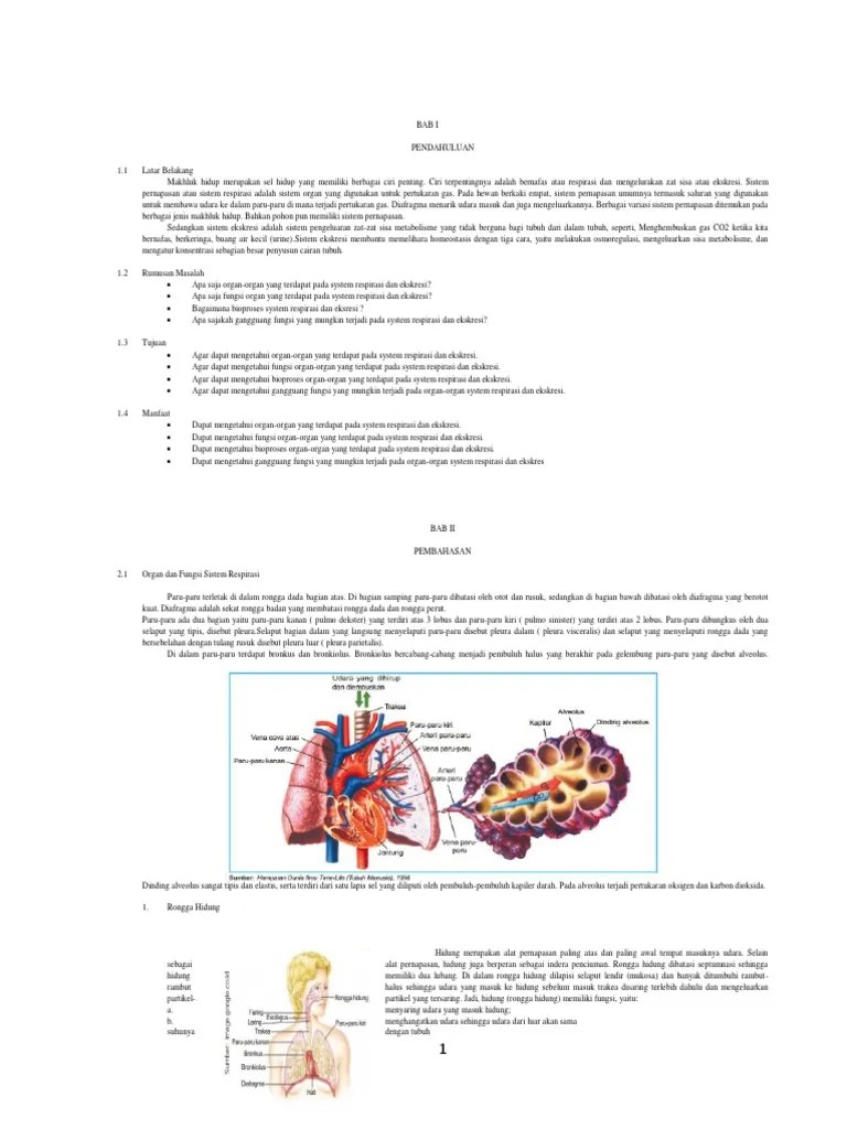 Pertukaran Oksigen Dan Karbondioksida Terjadi Di - Informasi Dunia Kesehatan